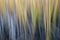 Reed - nature motion blur abstract