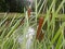 Reed near the reservoir in the park