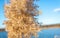 Reed Phragmites is a large, tall river grass