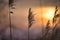 Reed in pink red orange sunlight. Romantic sunset. Dreamy and calm mood in nature