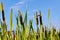 Reed plant on the shores of lake on a blue sky background. Cattail closeup