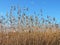 Reed plant in sky background