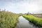 Reed plants along a watercourse in a Dutch polder landscape