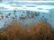 Reed plants on the frozen lake