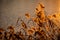 Reed plants and grass coloring orange from the warm sunset with water in the background. Calm nature close up