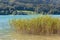 Reed plants growing in Fuschlsee lake in Austria