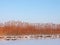 Reed plants near river in winter, Lithuania