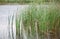 Reed plants in open water of the lake