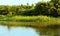 Reed plants and river