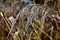 Reed plume in winter time close up