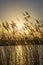 Reed plumes along the bank of a river during sunset