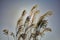 Reed plumes blowing in the wind