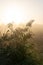 Reed plumes on a misty autumn morning