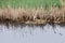 Reed reflection river water grass sedge dry shore green Europe mood fine art street canal blue