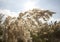 Reed, river vegetation