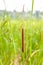 Reed\'s cattail detail