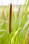 Reed\'s cattail detail
