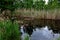 Reed shore lake nature reserve, het Vinne, Zoutleeuw, Belgium