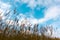 A reed silhouette of golden stalks against blue sky