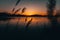 Reed silhouettes at lake during sunset