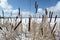 Reed on snow-covered lake, clouds in the blue sky