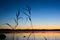 Reed and spider silhouette. Sunrise and finnish lake in background