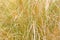 Reed stalks wallpaper. Grass straw background. Grass close up texture background.