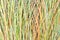 Reed stalks wallpaper. Grass straw background. Grass close up texture background.