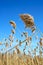 Reed stand at the sea in blue sky