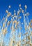 Reed stand at the sea in blue sky