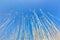 Reed stems with plumes against blue sky in spring