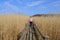 Reed trail in Kaniera lake. Beautiful scenery with a wooden boardwalk for pedestrians. Early spring in Latvia. A woman