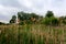 Reed trees, het Vinne, Zoutleeuw, Belgium