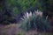 Reed vegetation, marsh plant, wetland environment