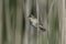 Reed warbler, Acrocephalus scirpaceus