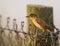 Reed warbler with insects on fence