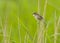 Reed Warbler on reed