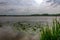 Reed water lilies lake, het Vinne, Zoutleeuw, Belgium