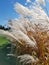 Reed white flowers in full bloom. In the background the green field and spruce. On the background blue sky