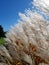 Reed white flowers in full bloom. In the background the green field and spruce. On the background blue sky