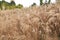 Reed in the wind ,Reed flowers