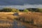 Reedbed, Somerset levels (Phragmites australis)