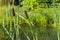 Reedmace cane reed rush sedge near the shore of the lake pond on a sunny summer day. Sunny landscape with coastal greens