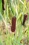 Reedmace, cat - tail, bulrush, swamp sausage, punks, typha angustifolia