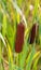 Reedmace, cat - tail, bulrush, swamp sausage, punks, typha angustifolia