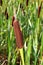 Reedmace, cat - tail, bulrush, swamp sausage, punks, typha angustifolia