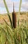 Reedmace, cat - tail, bulrush, swamp sausage, punks, typha angustifolia