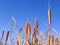 Reedmace narrow-leaved tops