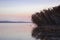 Reeds around lake at warm sunset