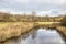 Reeds around a pond in a parklike woodland